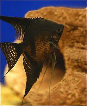 Black Lace Angelfish